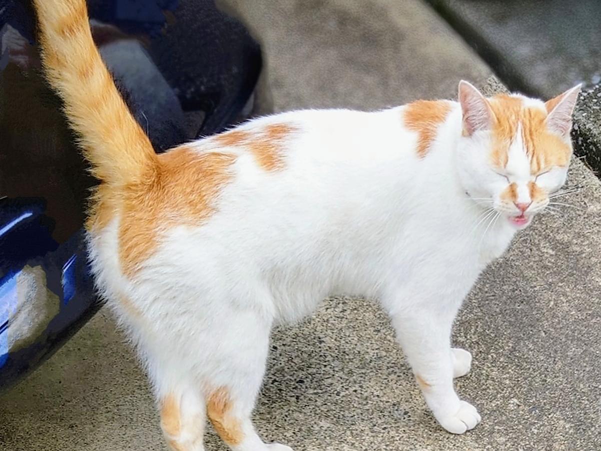目撃された猫 目撃された猫