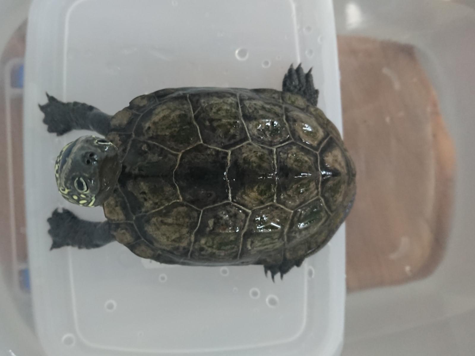 保護されたペット 保護されたペット