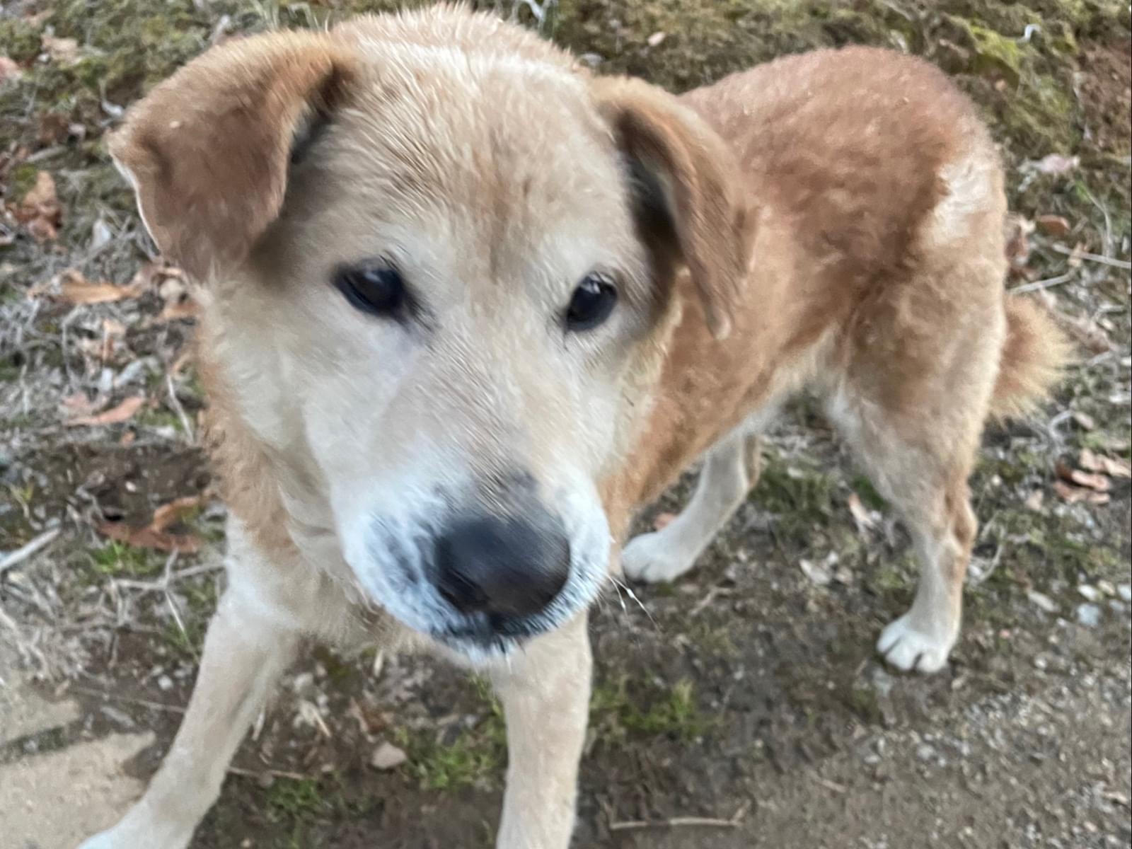 目撃された犬 目撃された犬