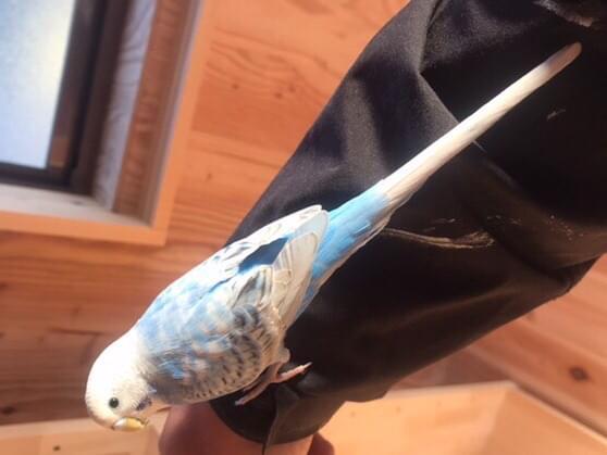 保護された鳥 保護された鳥