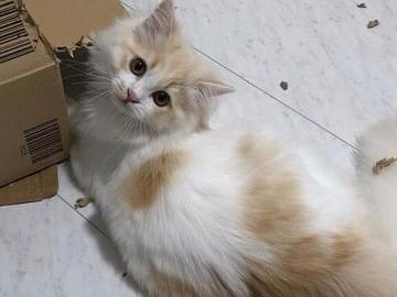 ちくわちゃん ちくわちゃん