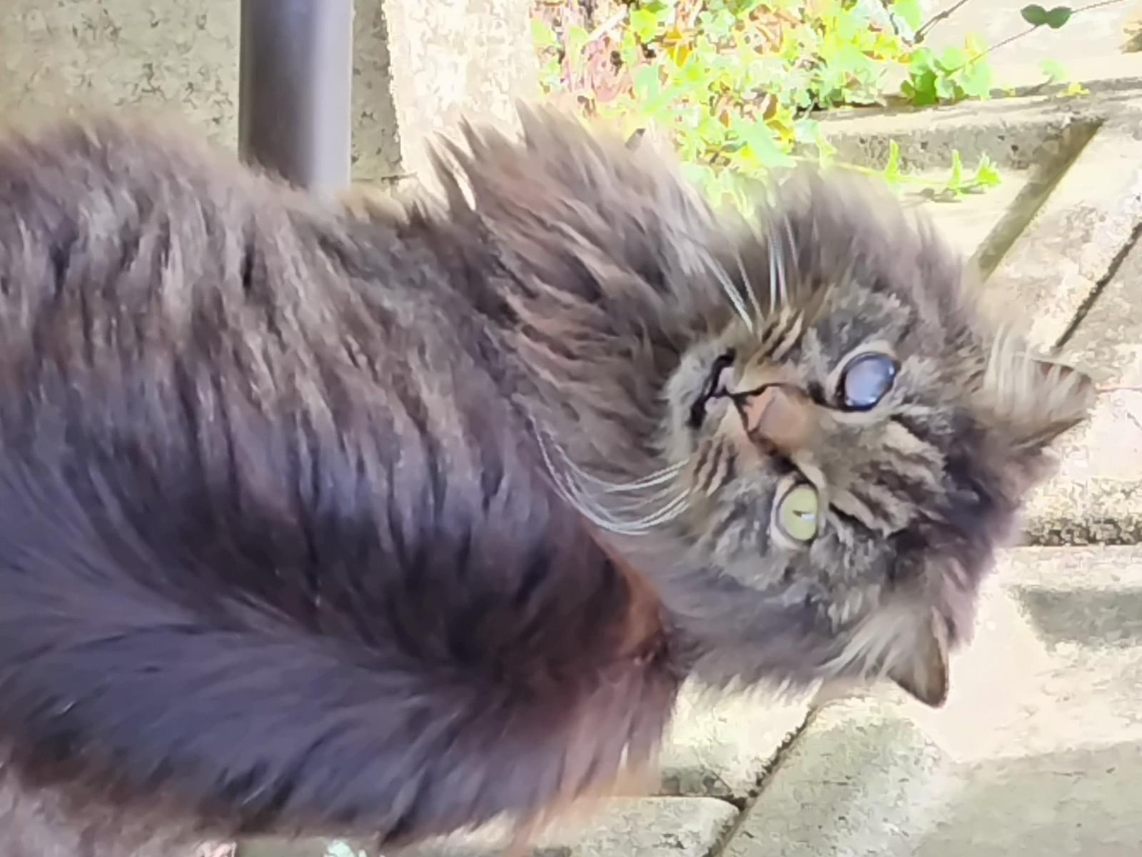 保護された猫 保護された猫