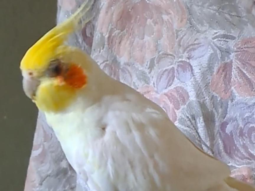 ぼにちゃん ぼにちゃん
