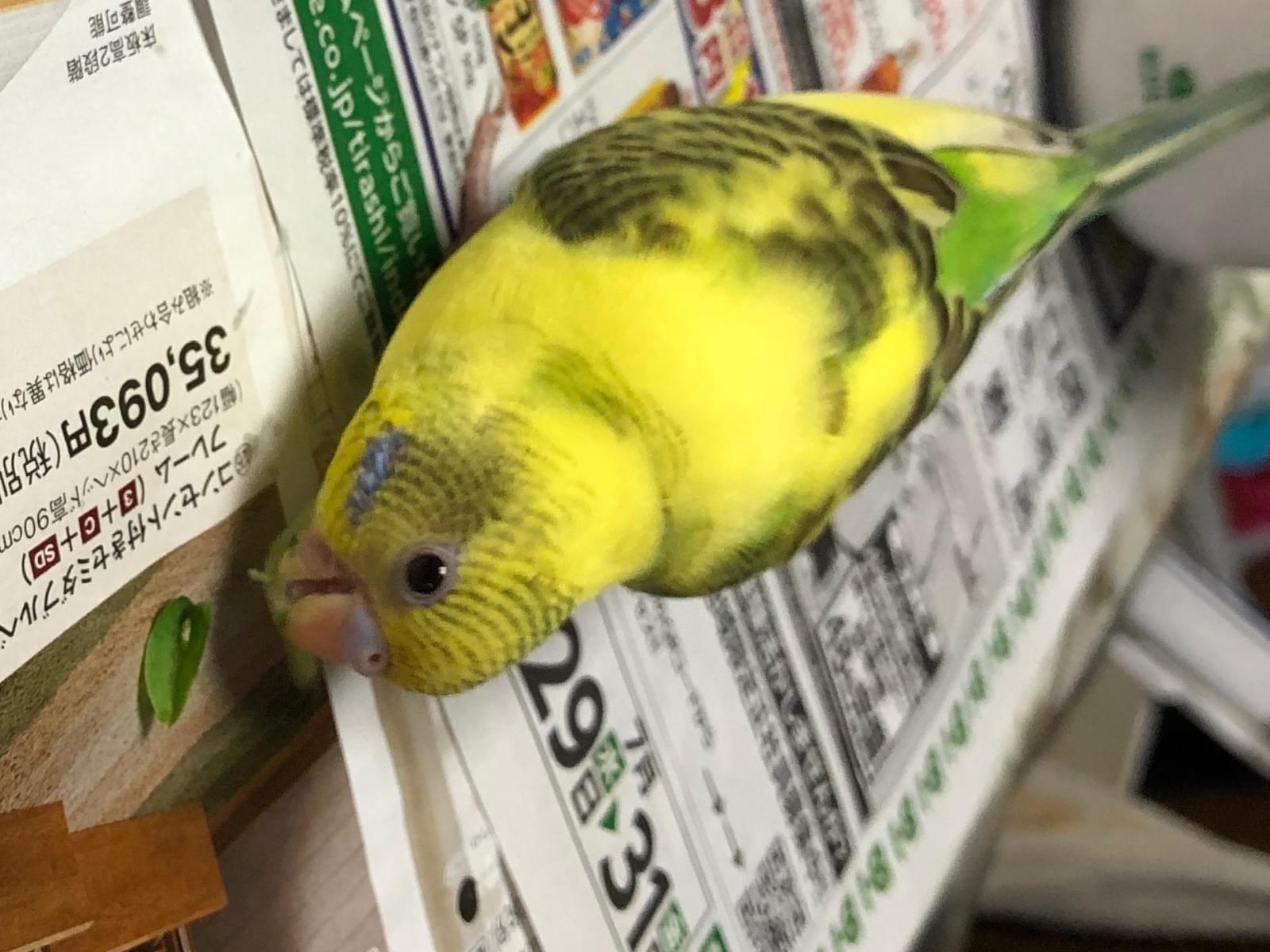 パールちゃん パールちゃん