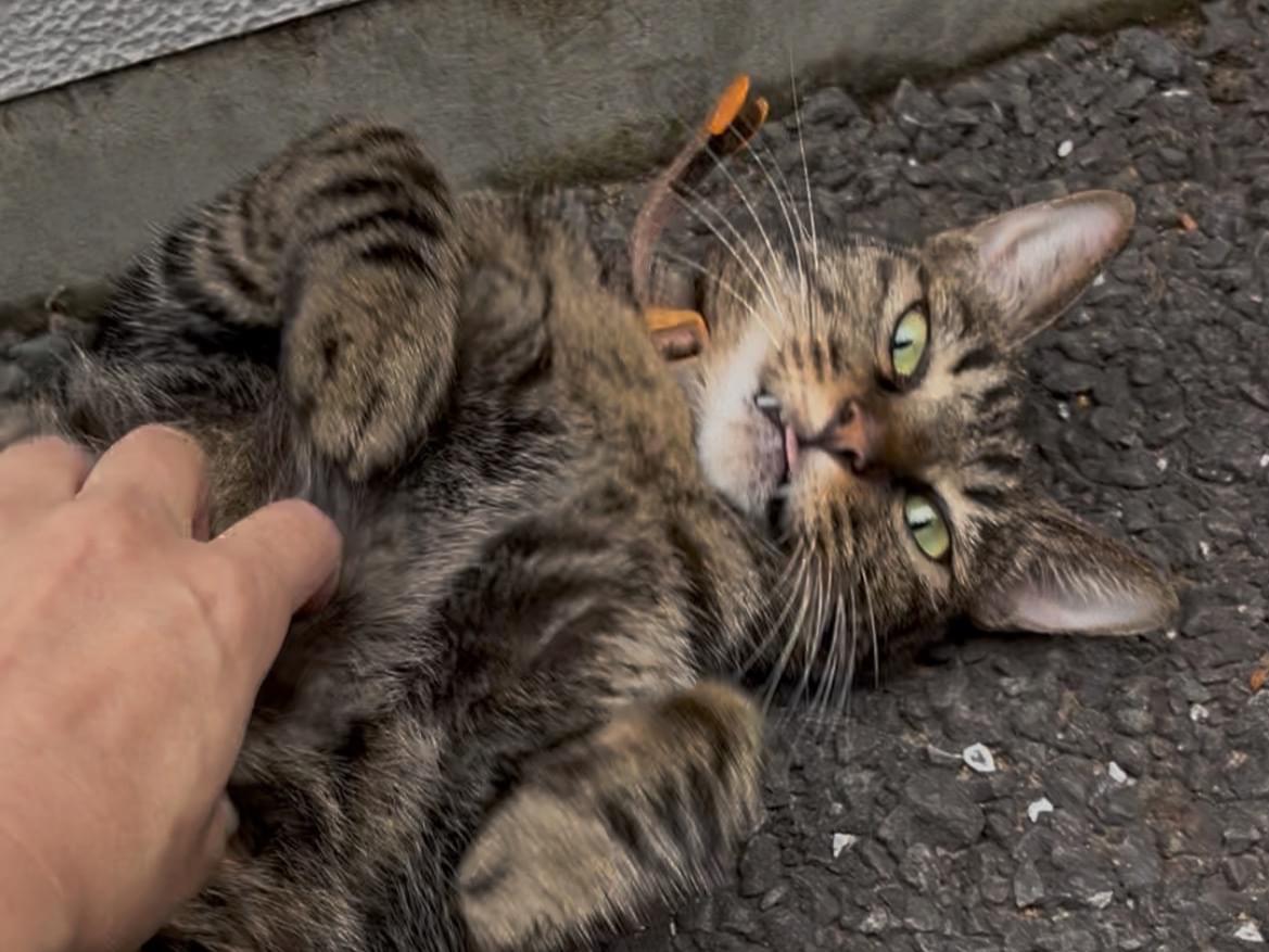 目撃された猫 目撃された猫