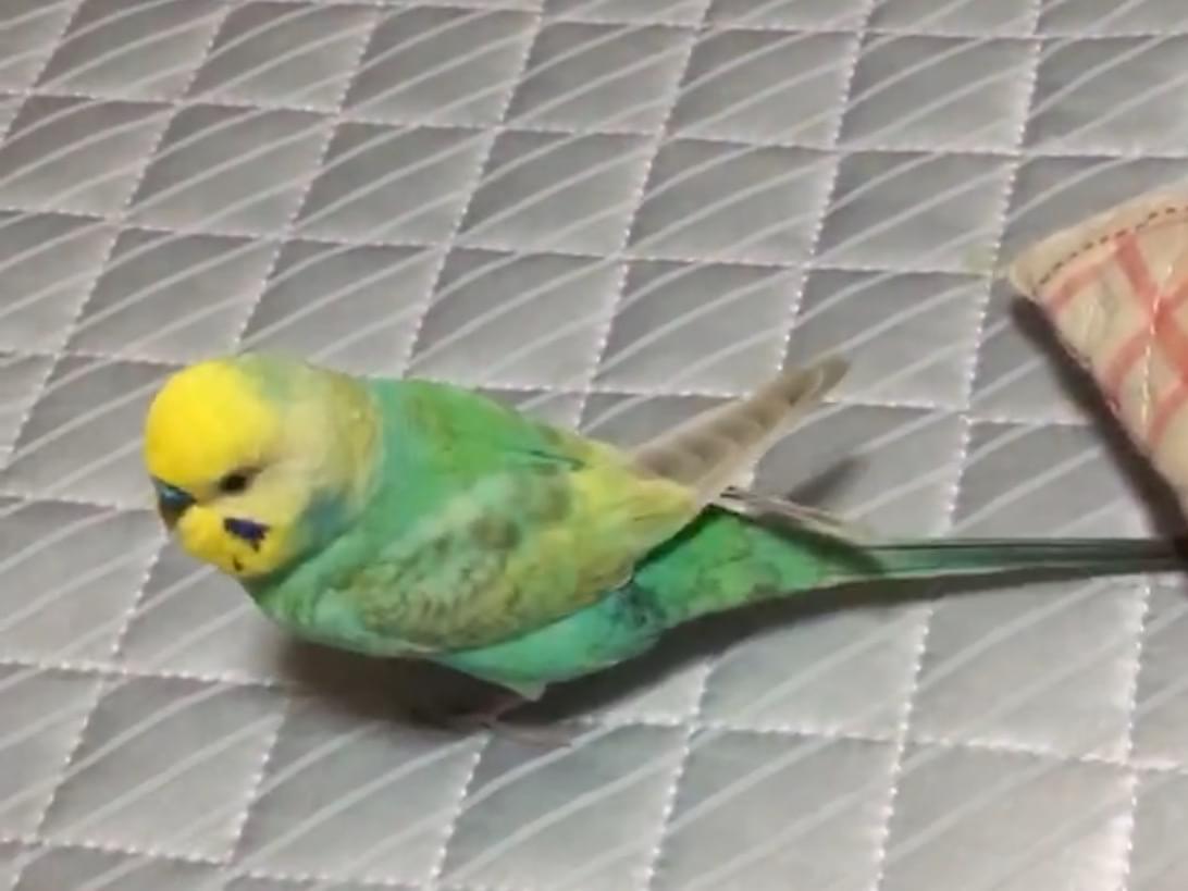みどりちゃん みどりちゃん