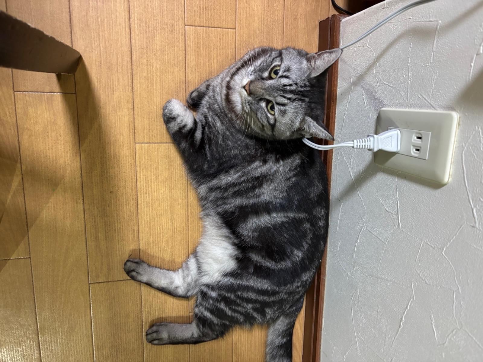 こなつちゃん