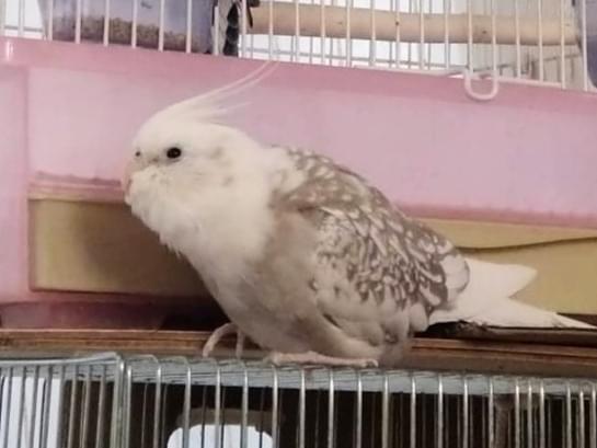 はなえちゃん はなえちゃん