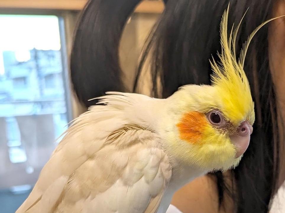 保護された鳥 保護された鳥