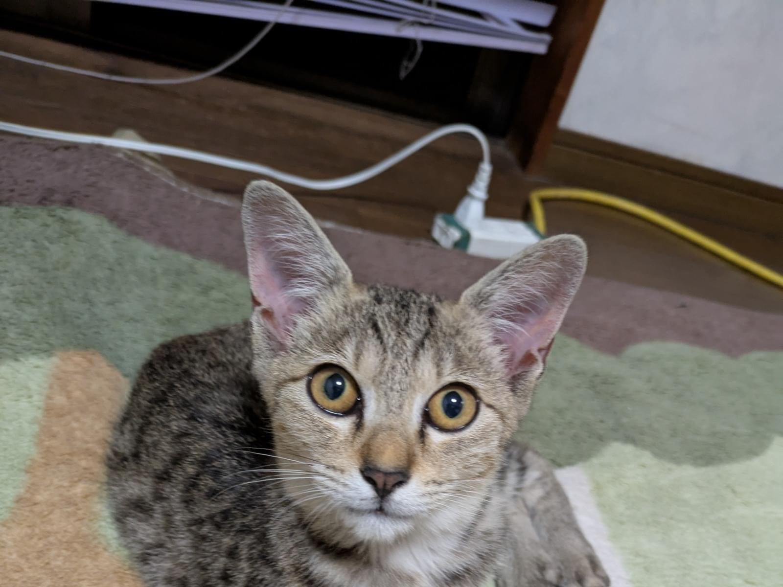 リーサちゃん リーサちゃん