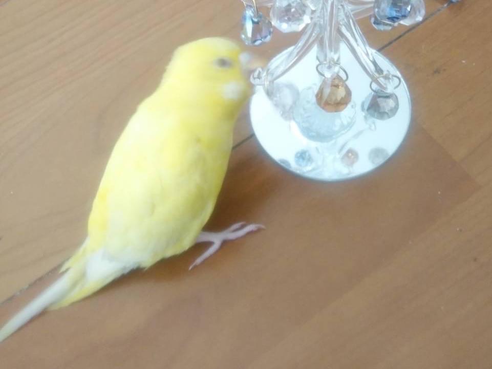 ピーコちゃん ピーコちゃん
