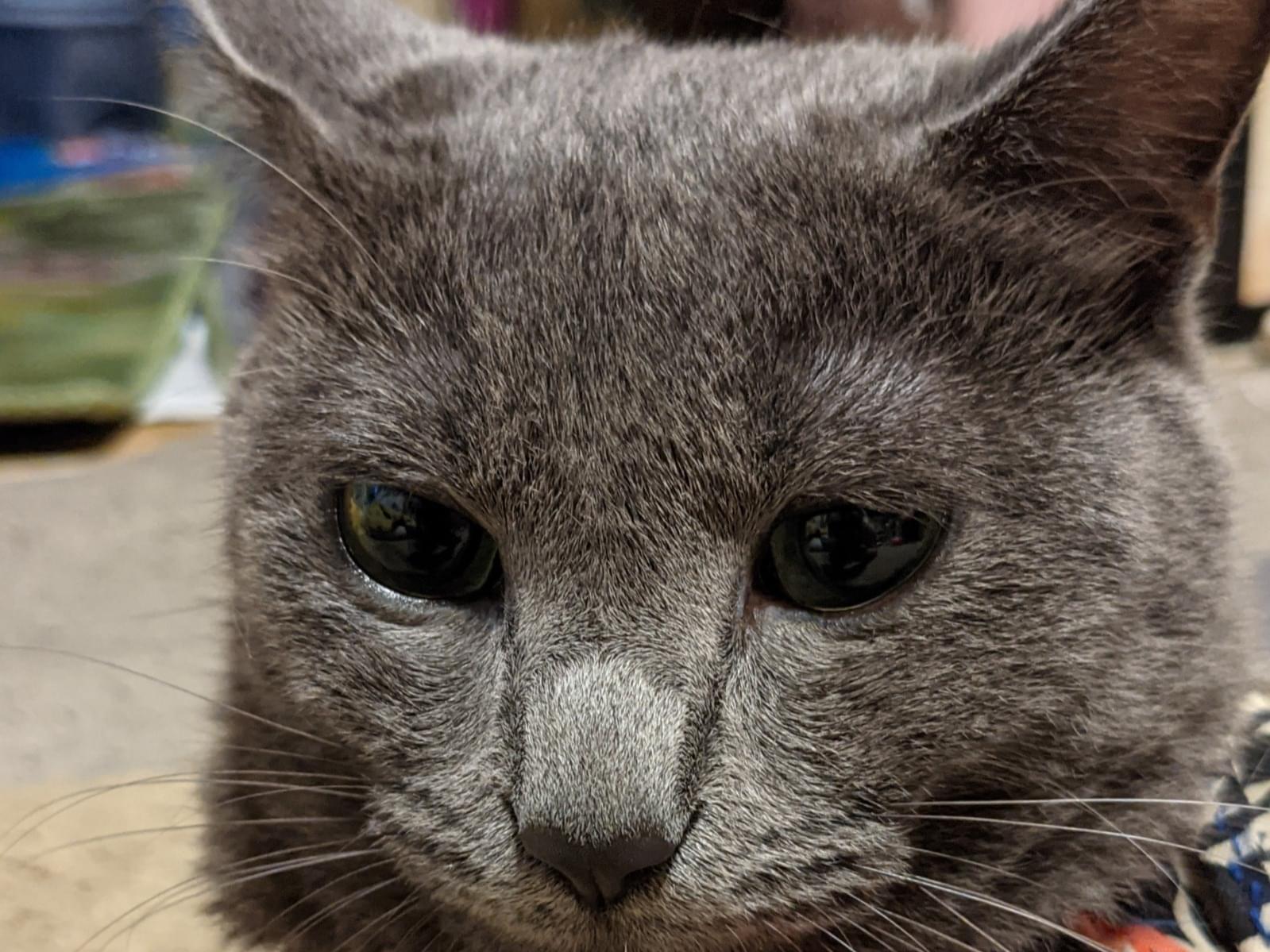 Kittyちゃん Kittyちゃん