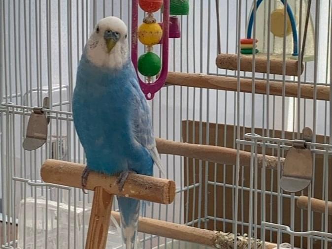 迷子になった鳥 迷子になった鳥