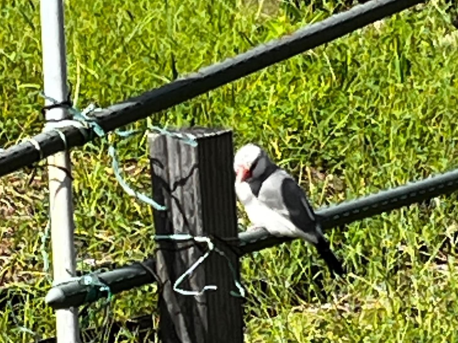 目撃された鳥 目撃された鳥