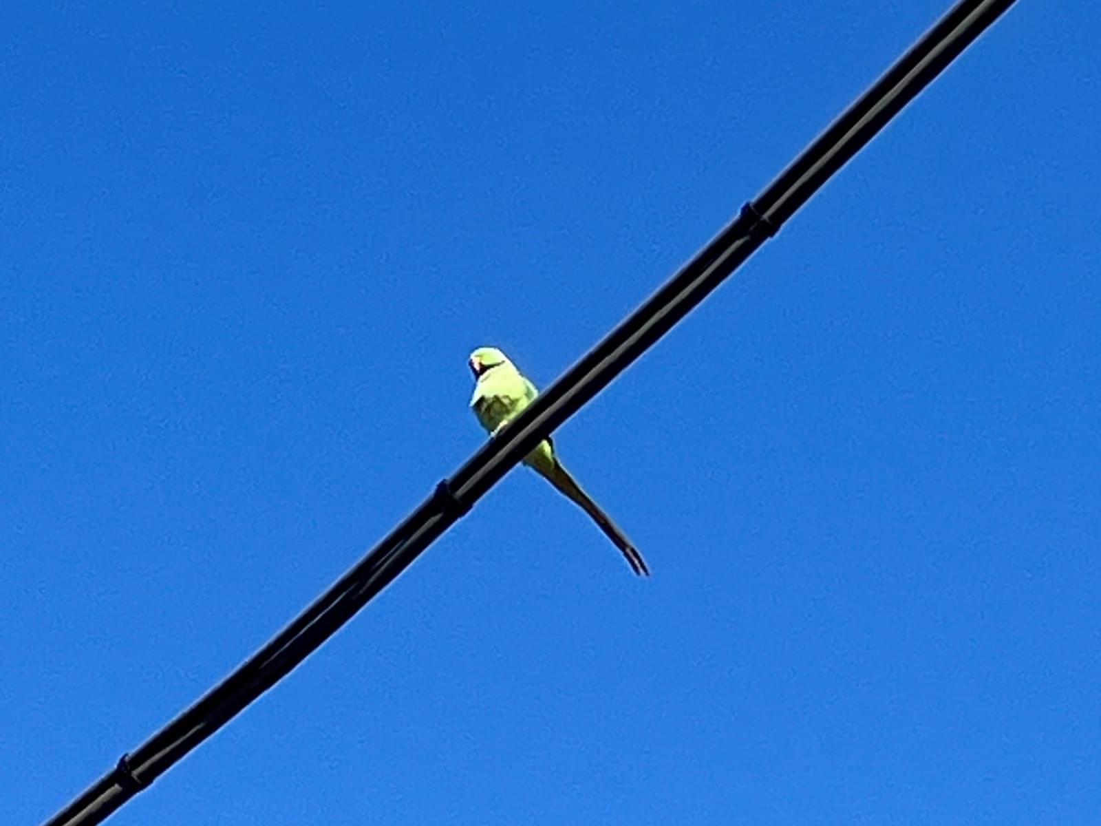 目撃された鳥 目撃された鳥
