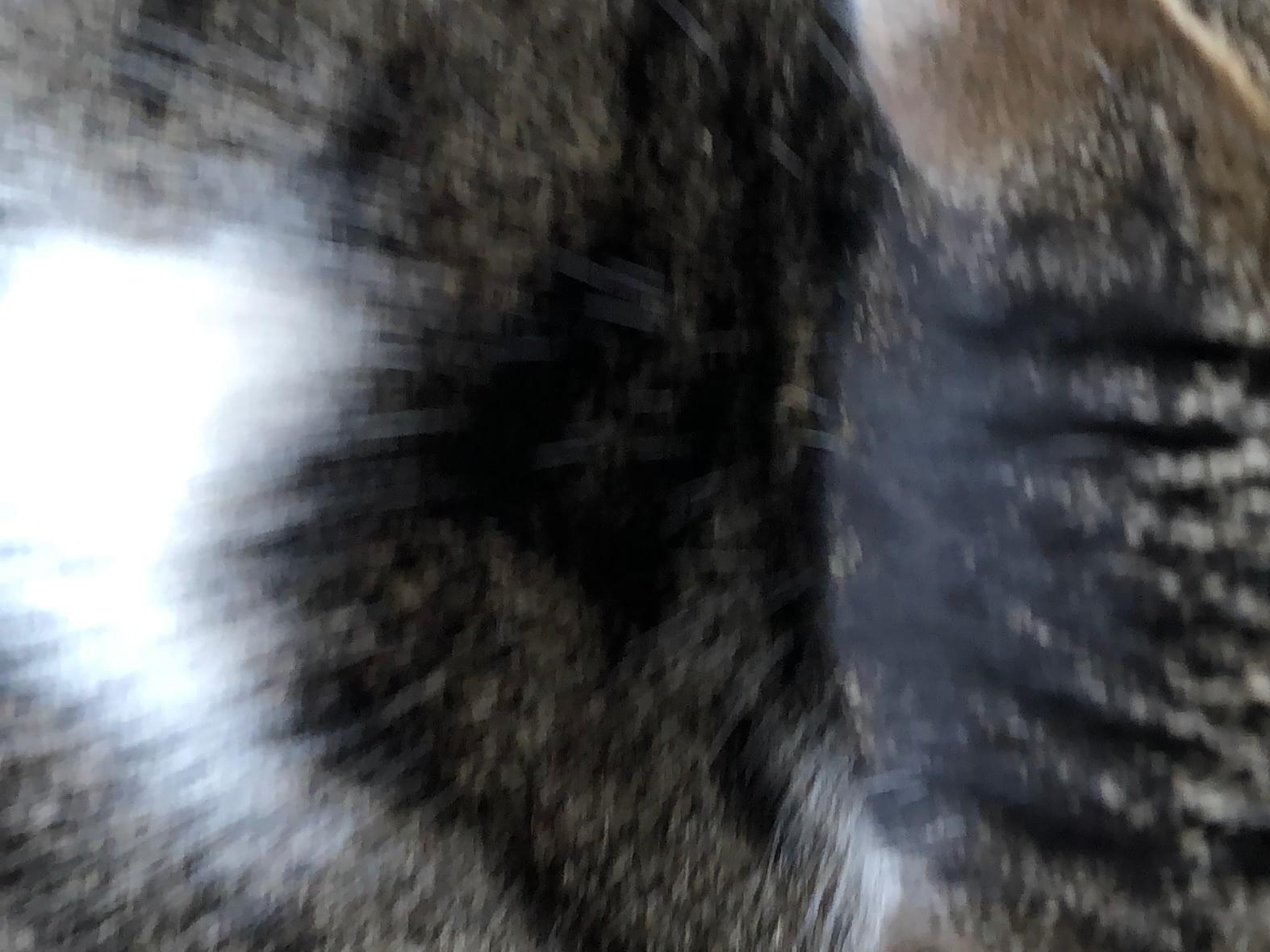 目撃された猫 目撃された猫