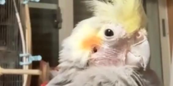 オカメインコノーマルオスを探しています
