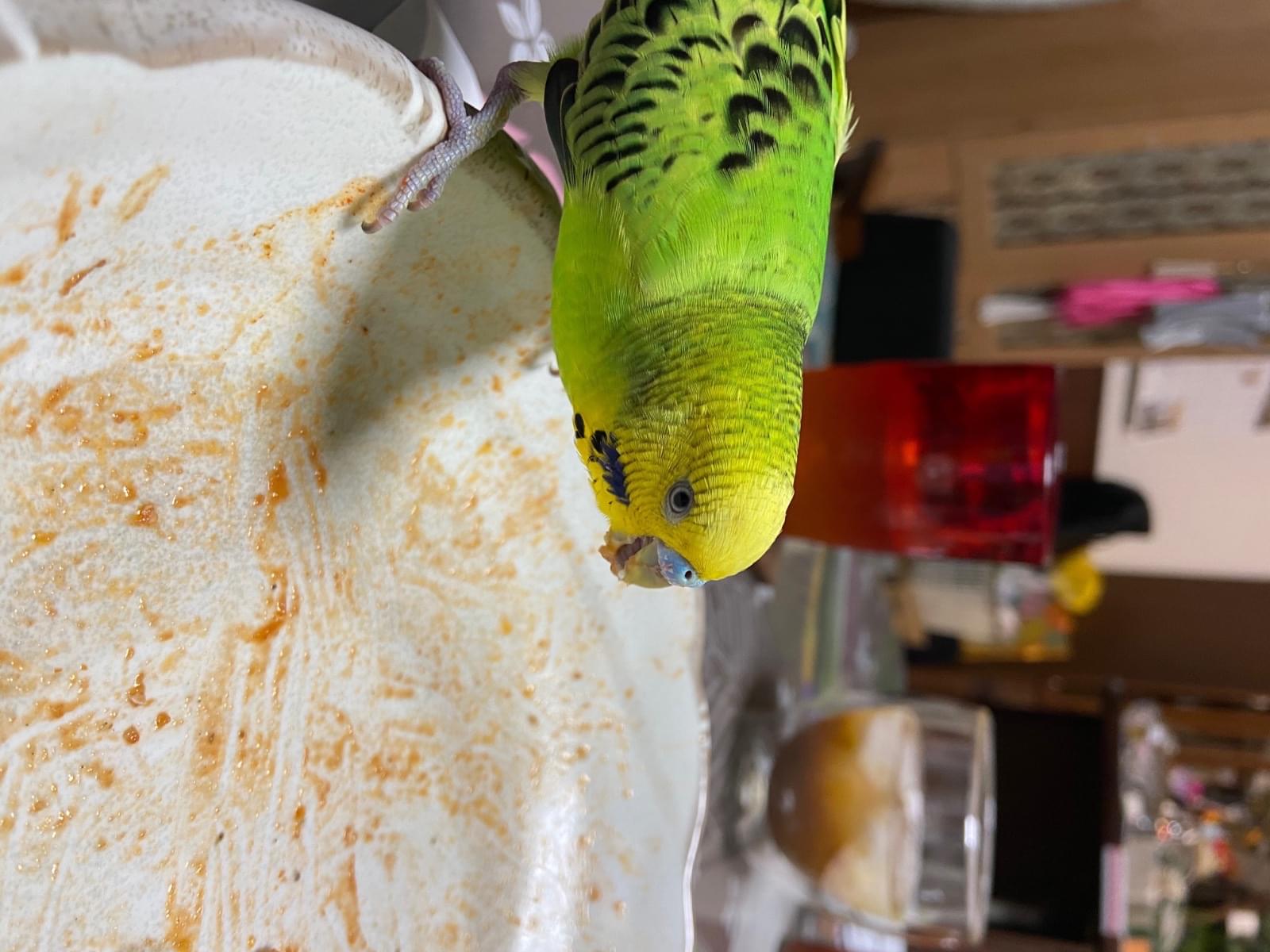 保護された鳥 保護された鳥
