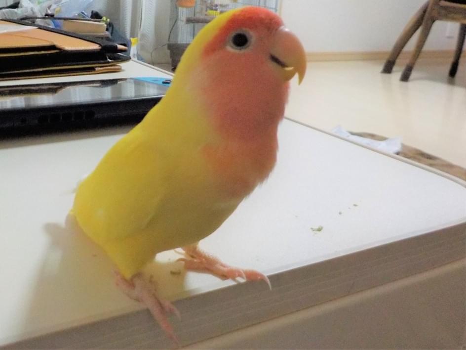 パタちゃん パタちゃん