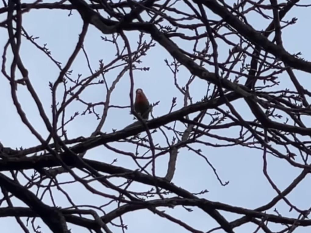目撃された鳥 目撃された鳥