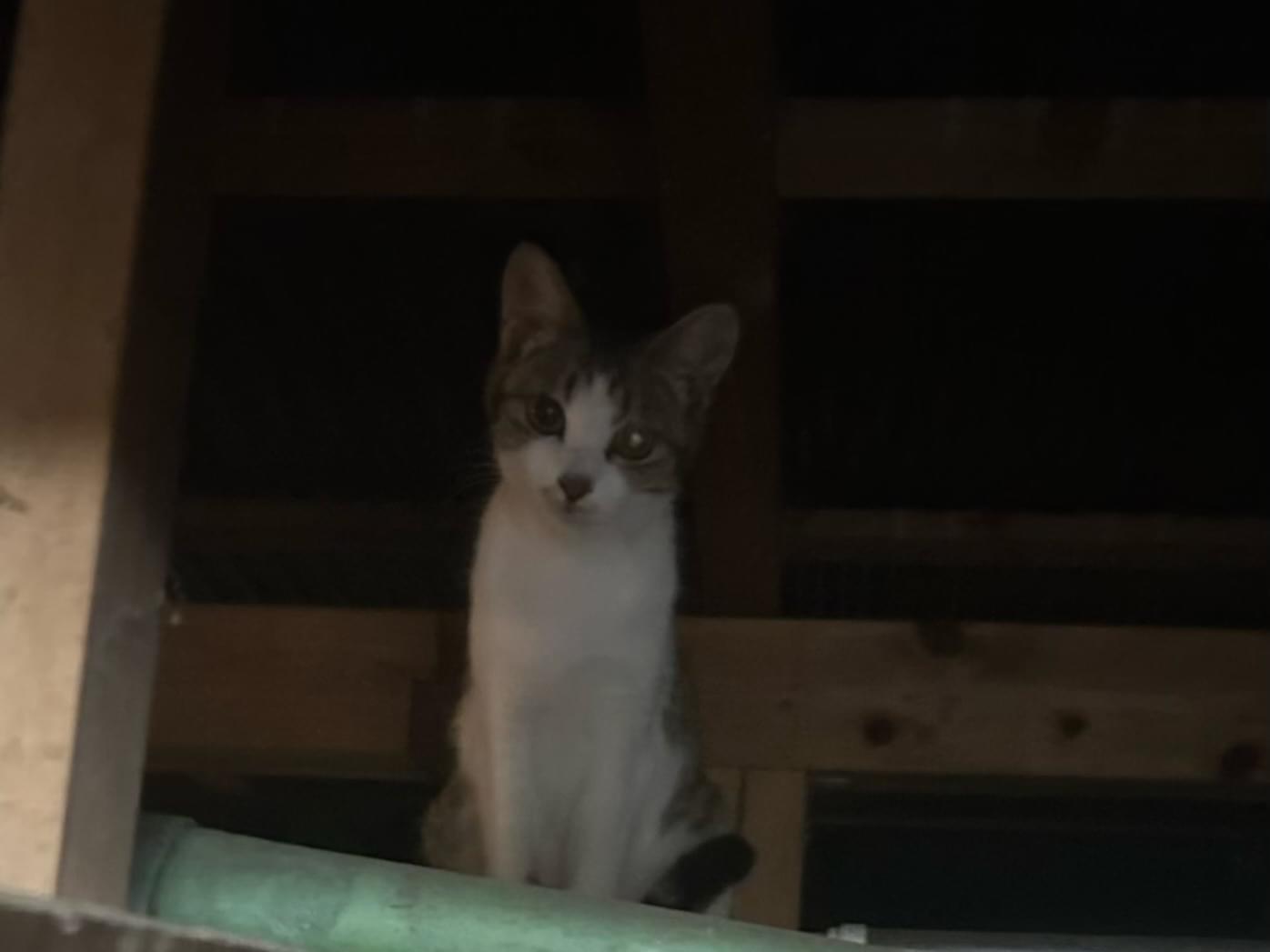 保護された猫