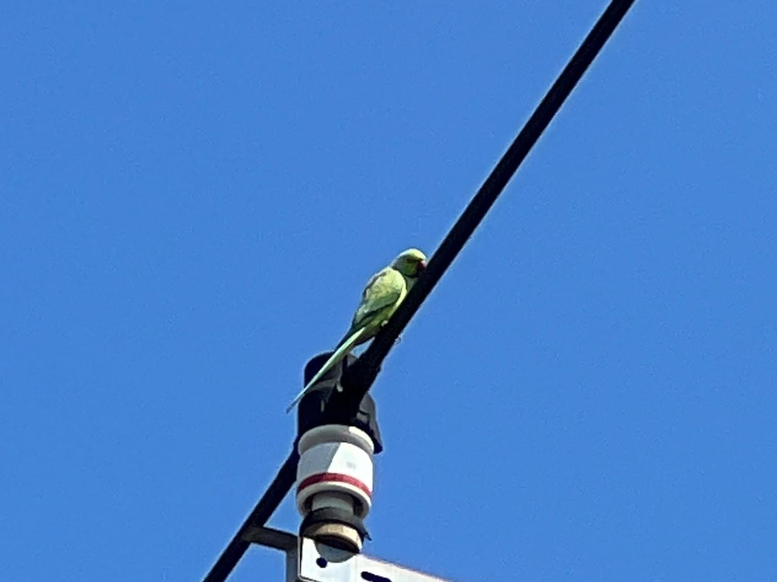 目撃された鳥 目撃された鳥