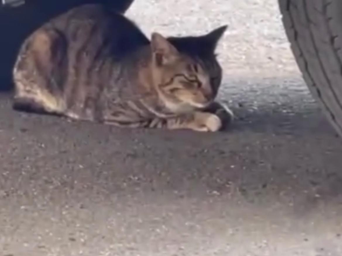 目撃された猫 目撃された猫