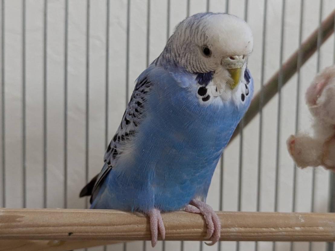 ぴよこちゃん ぴよこちゃん