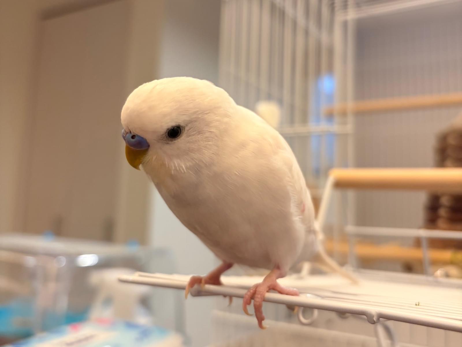 ぴぃちゃん ぴぃちゃん