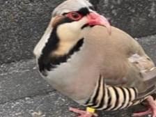 目撃された鳥 目撃された鳥