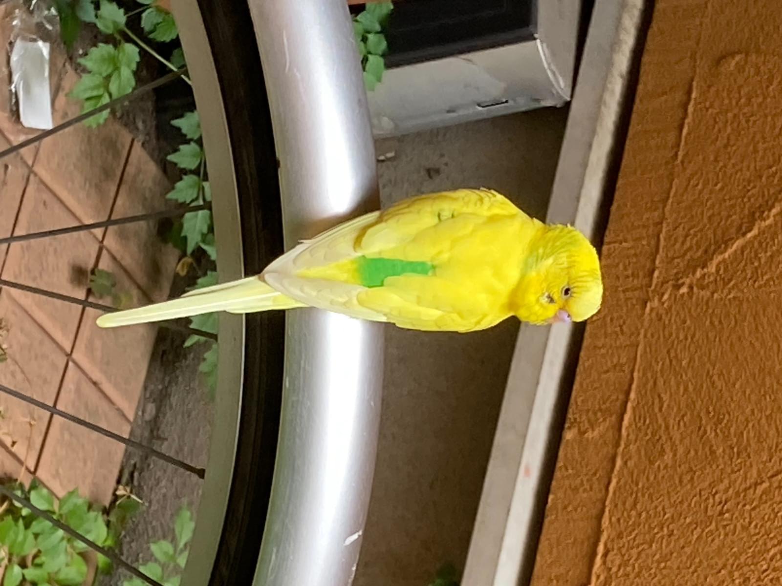 保護された鳥 保護された鳥