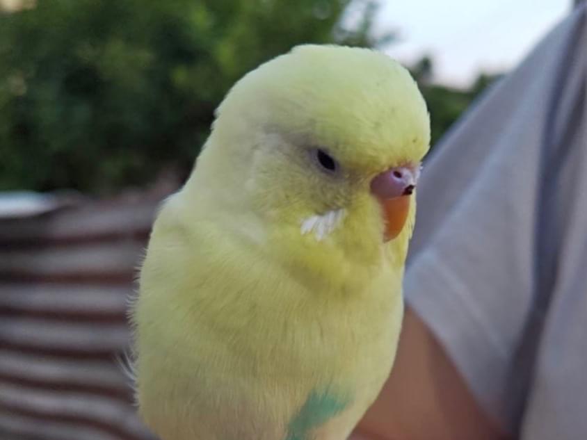 保護された鳥 保護された鳥