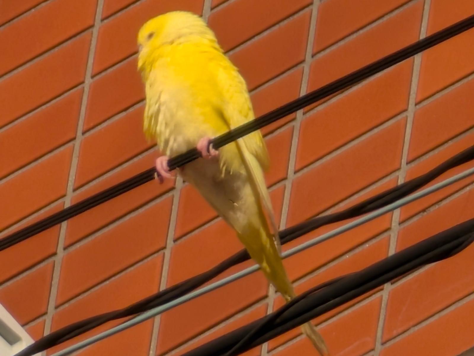 目撃された鳥 目撃された鳥