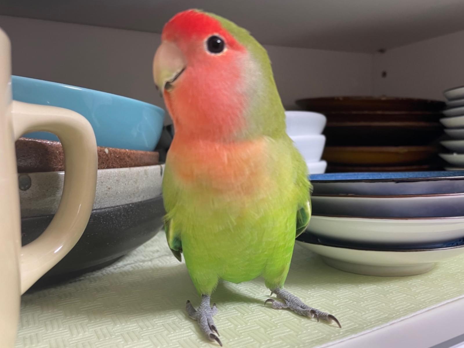 うめちゃん うめちゃん