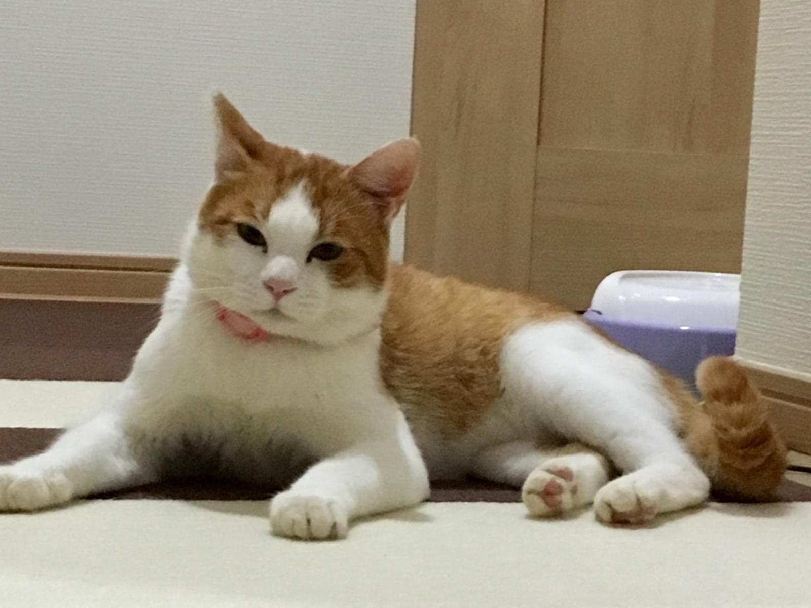 ちゃたろうちゃん ちゃたろうちゃん
