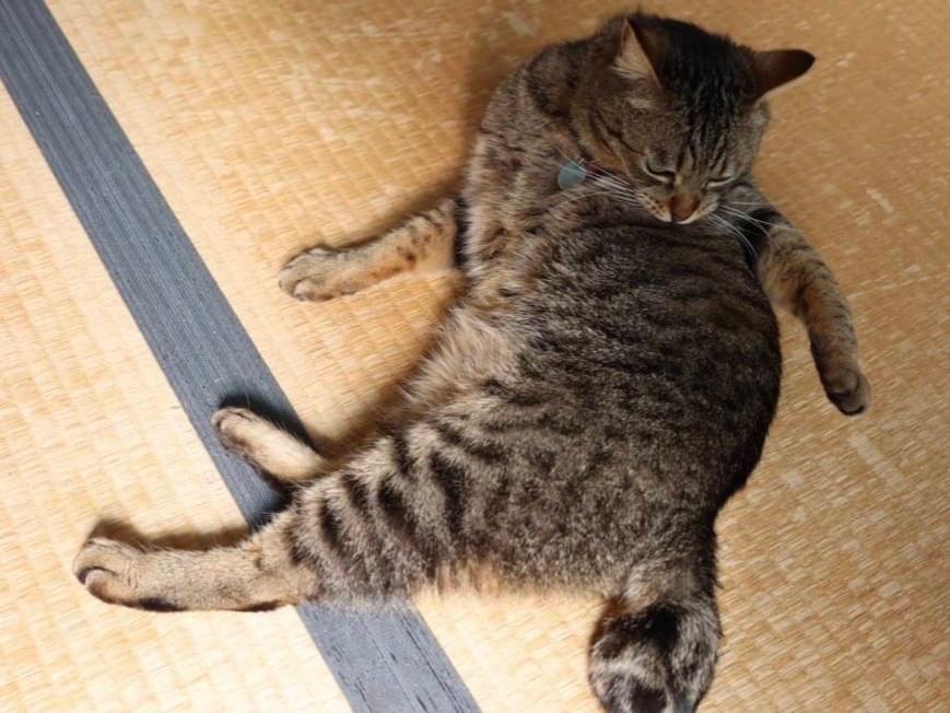 トトちゃん トトちゃん