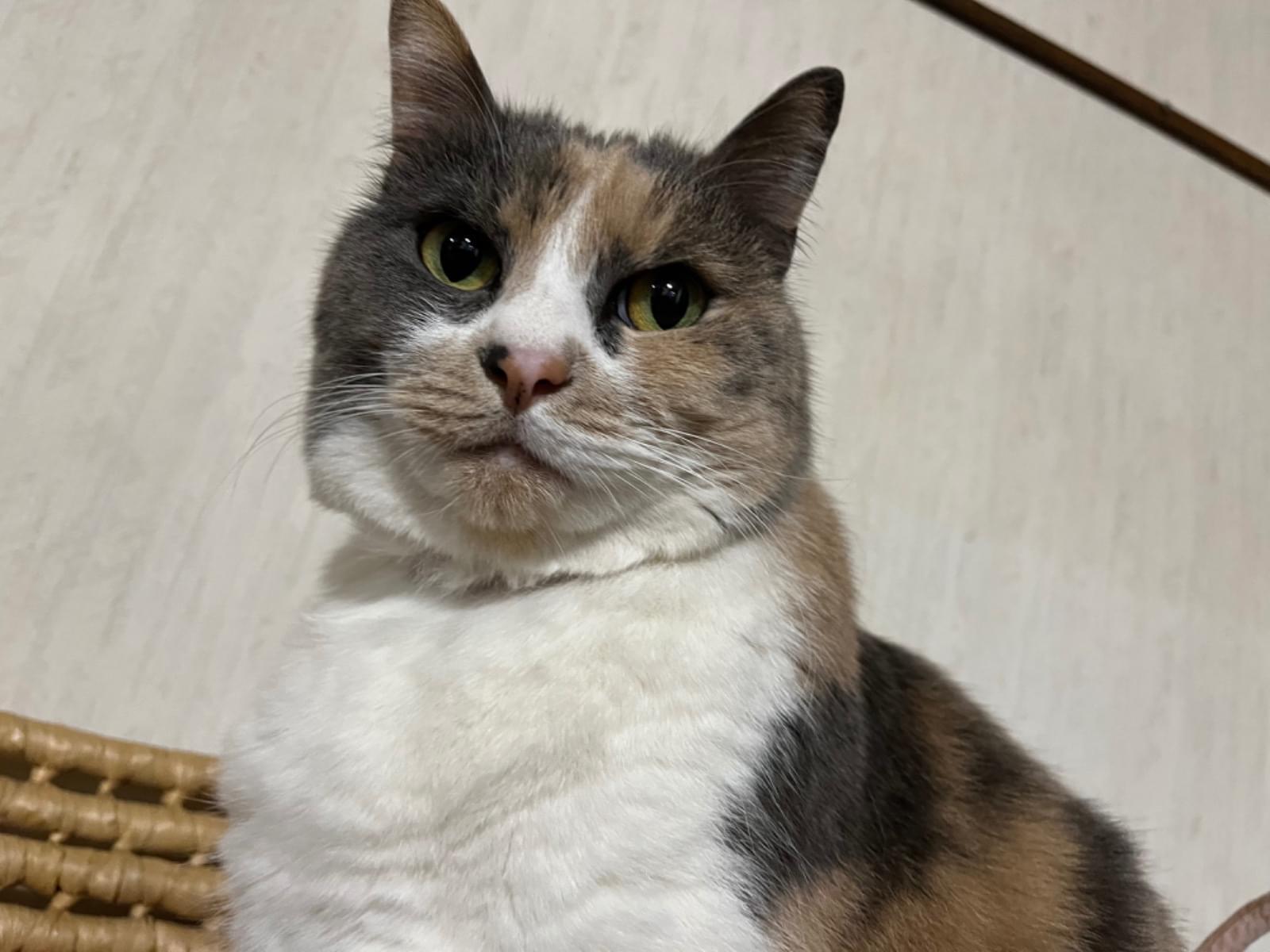 むぎちゃん むぎちゃん