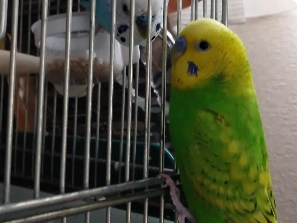 ぴーちゃん ぴーちゃん