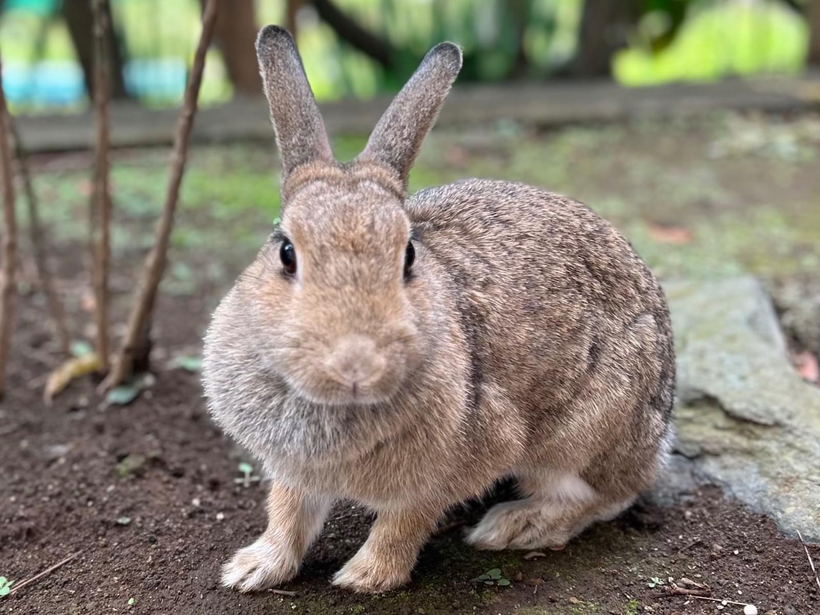 ころんちゃん