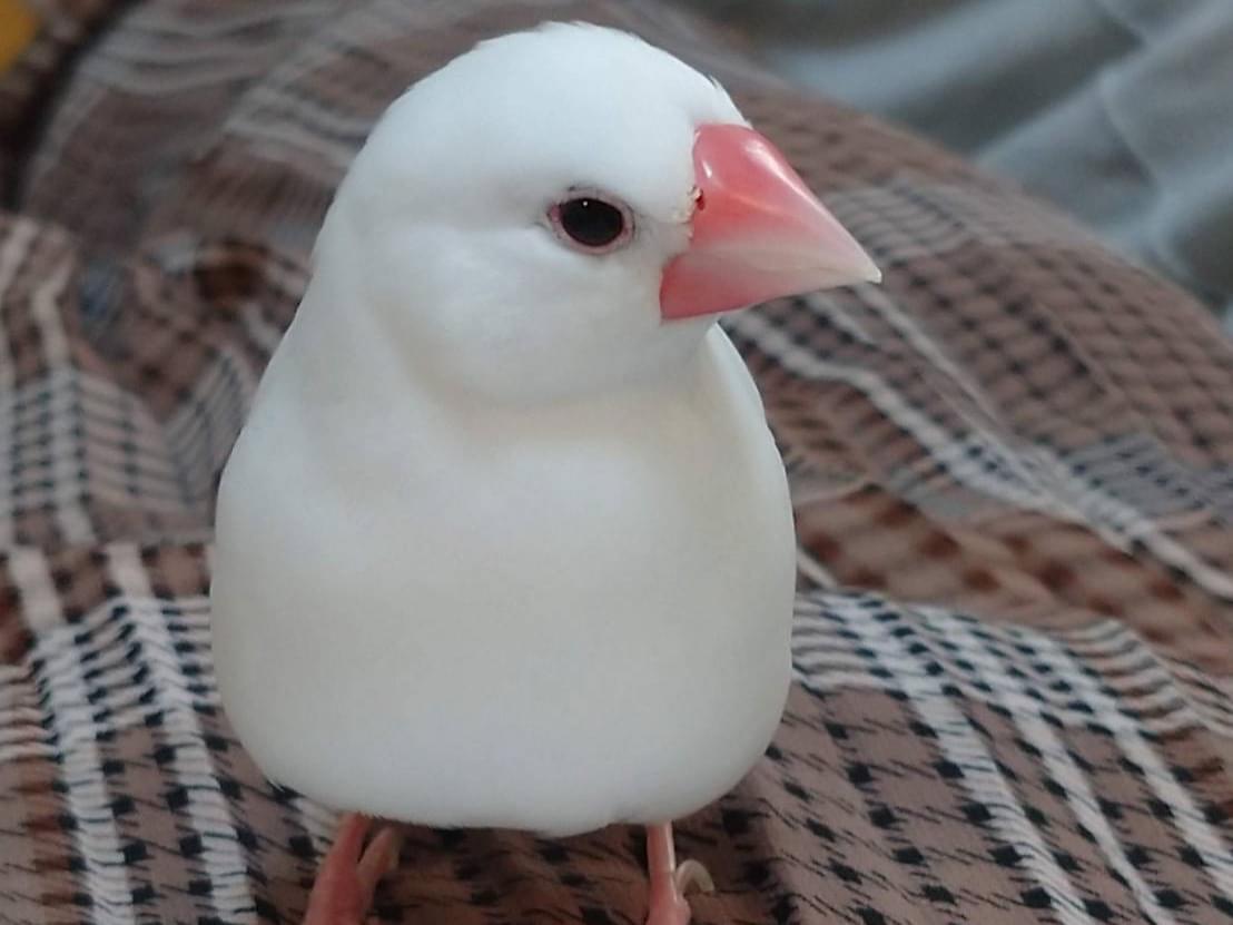 ラピちゃん ラピちゃん