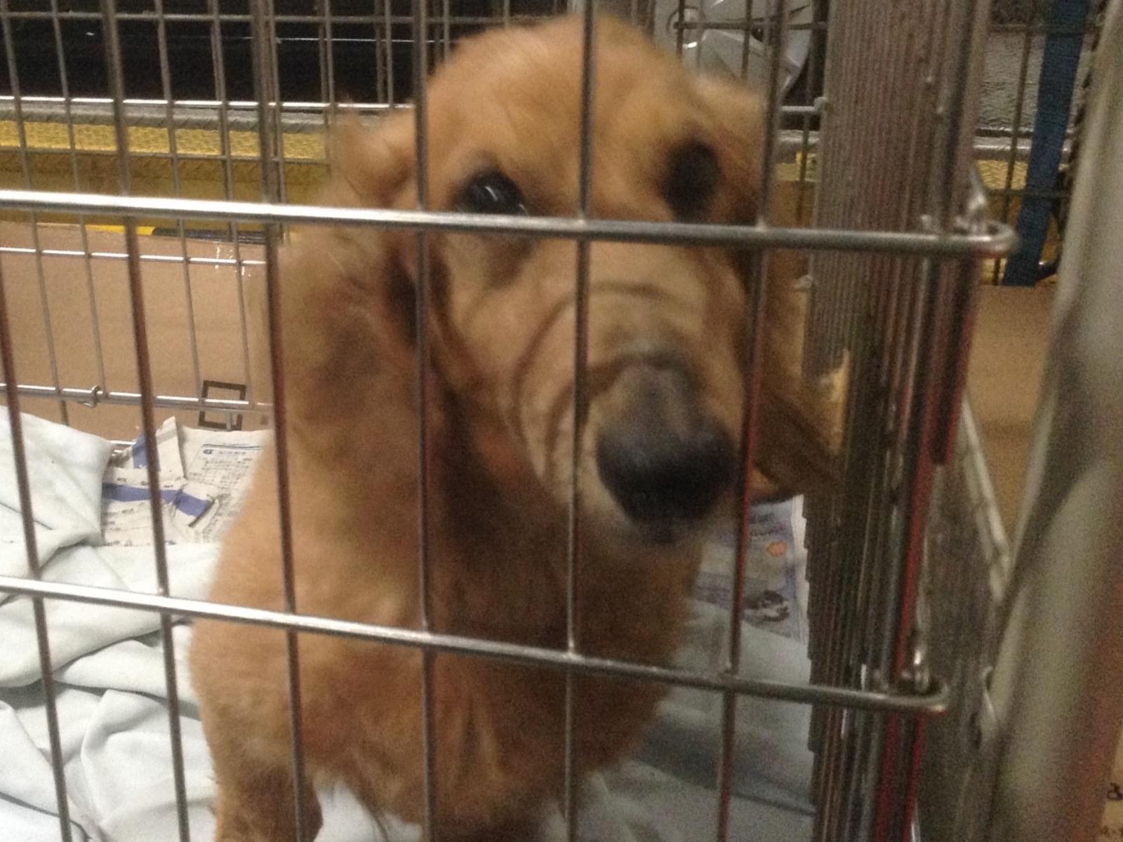 保護された犬 保護された犬