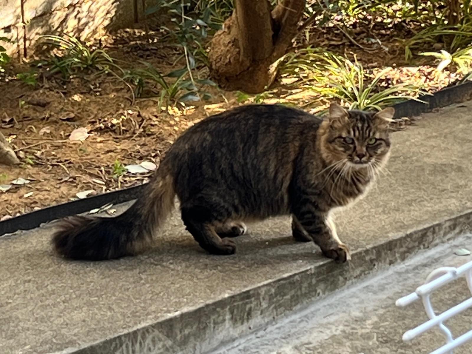 目撃された猫 目撃された猫