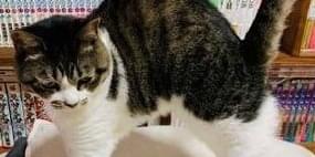 キジ白猫を探しています