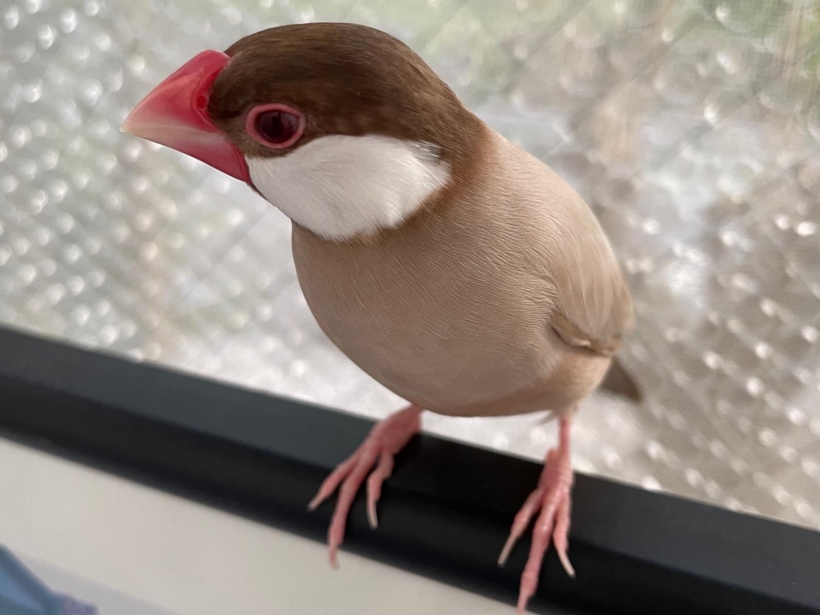 ひゃくちゃん ひゃくちゃん