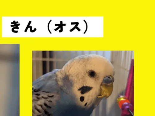 青いセキセイインコを探しています