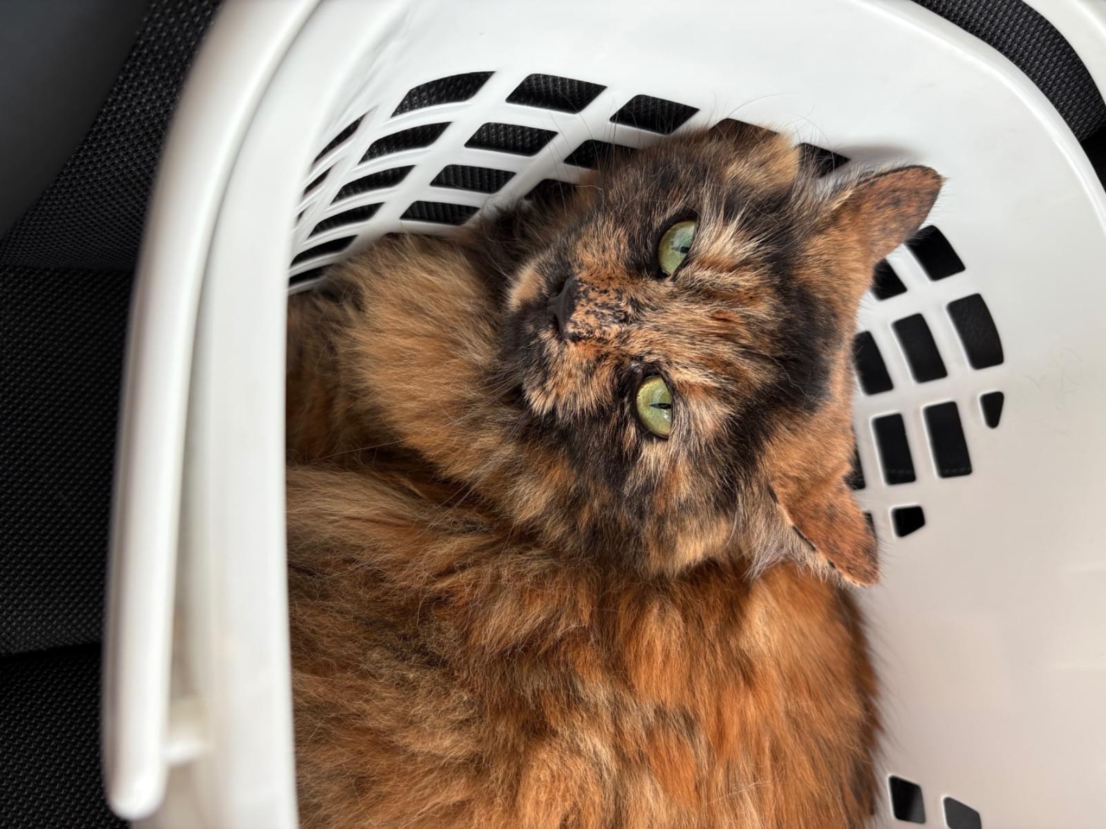 保護された猫 保護された猫