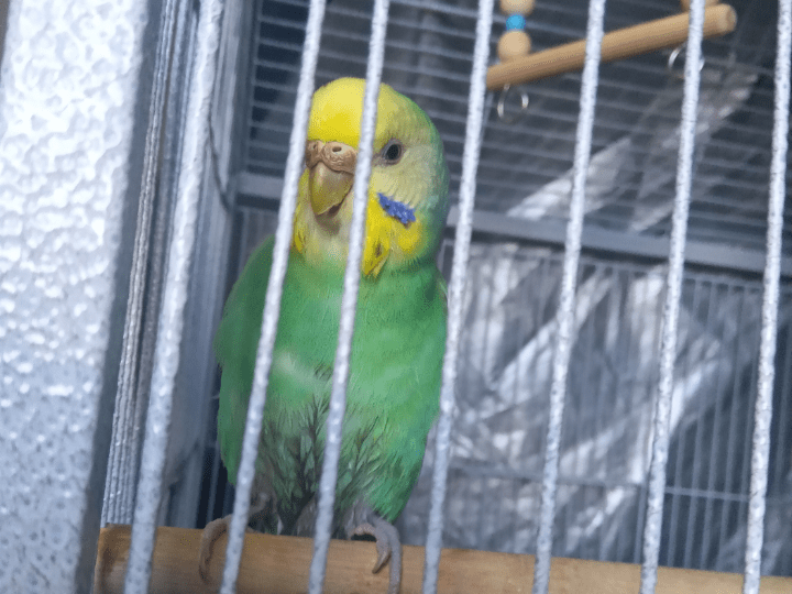 ビビちゃん ビビちゃん