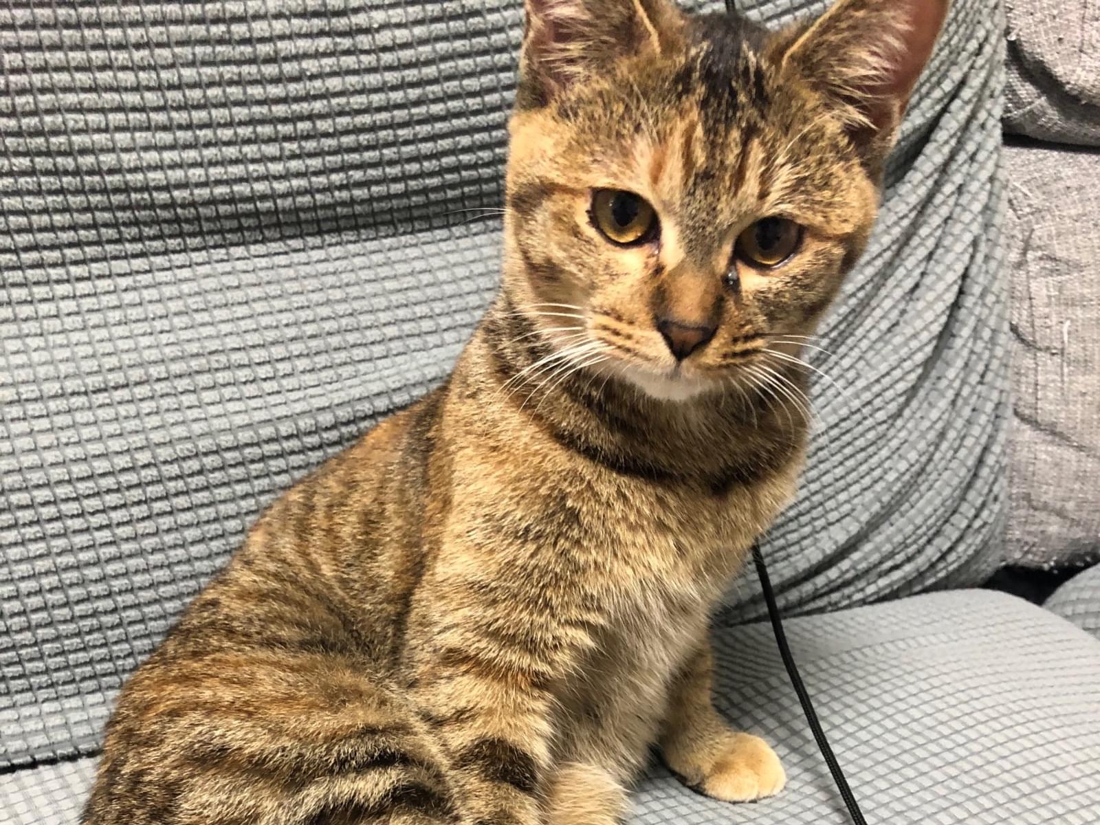 保護された猫 保護された猫