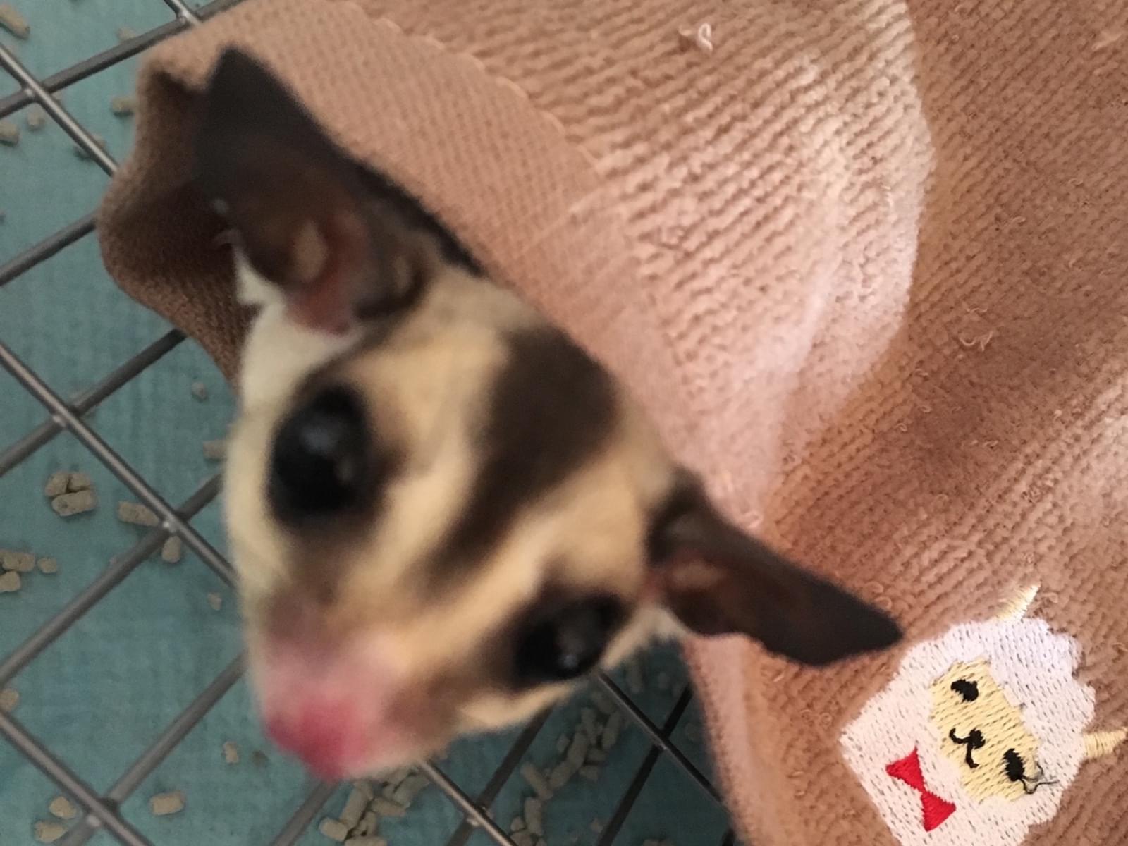 ぴーちゃん ぴーちゃん