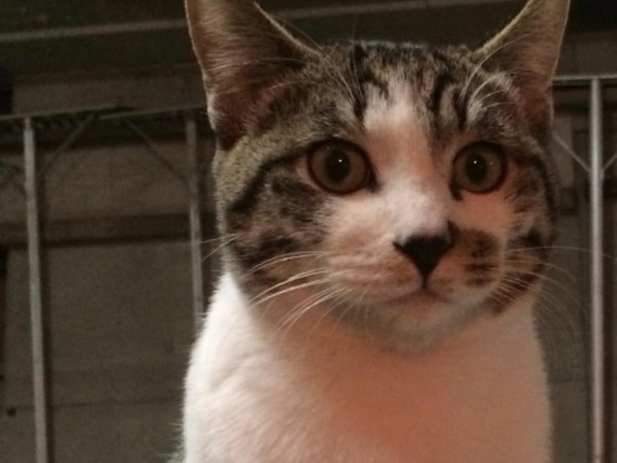 虎之介ちゃん 虎之介ちゃん